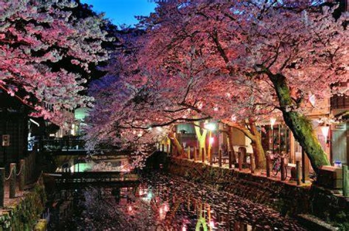 東京「染井温泉 sakura」を巡る：アクセス、風呂の魅力、楽しみ方
